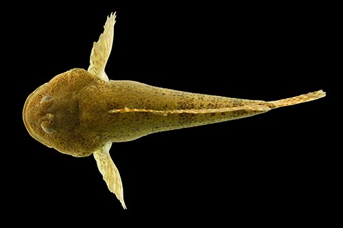 dorsal